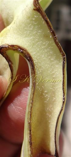  Inner wall of calyx tube hairy